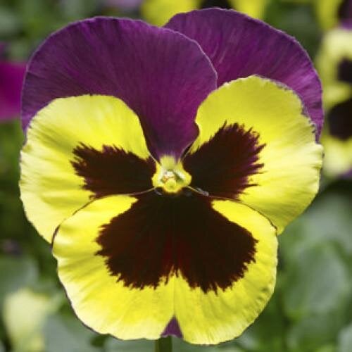 Семена цветов Виола Delta F1 Speedy Yellow and Purple Syngenta 25 шт. (BN09930-4)