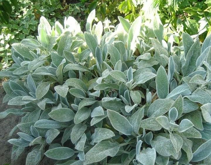 Рослина вулична Чистець візантійський Стахіс шерстистий Заячі вушка поділка (2-59)