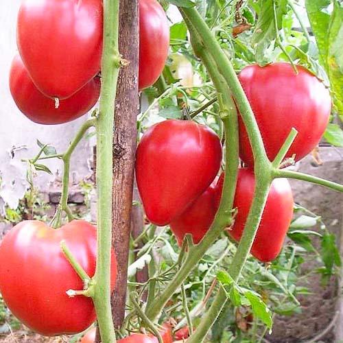 Семена Томат Florium Орлиний Дзьоб (17227)