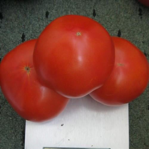 Семена Томат Детерминантный Clause AKELA F1 1000 шт. (2285031625)