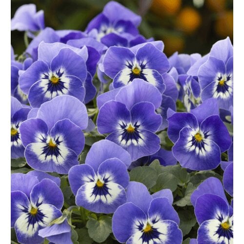 Семена цветов Виола рогатая Takii Floral Power F1 Deep Marina 50 шт. (BN13287-3)
