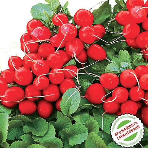 Насіння Редіс Florium Рудольф (4226) - фото 2