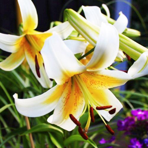 Лілія Florium Mister Cas (3848) - фото 3