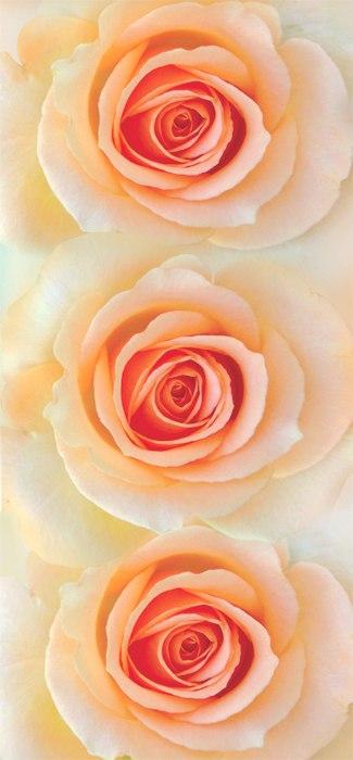 Фотошпалери на паперовій основі Ніка Олександрія 6Л 210х097 см (2000000453392)