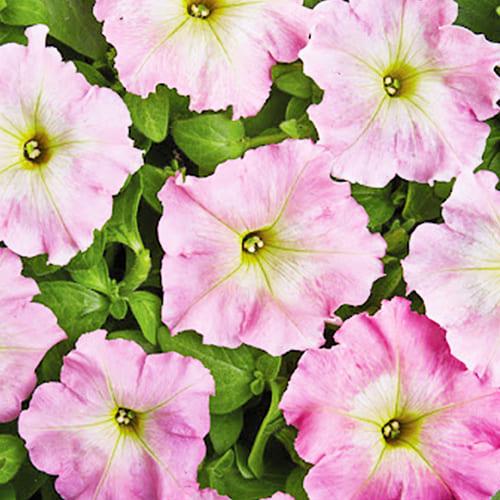 Семена Петуния гигантская Мистрал Перли F1 Florium