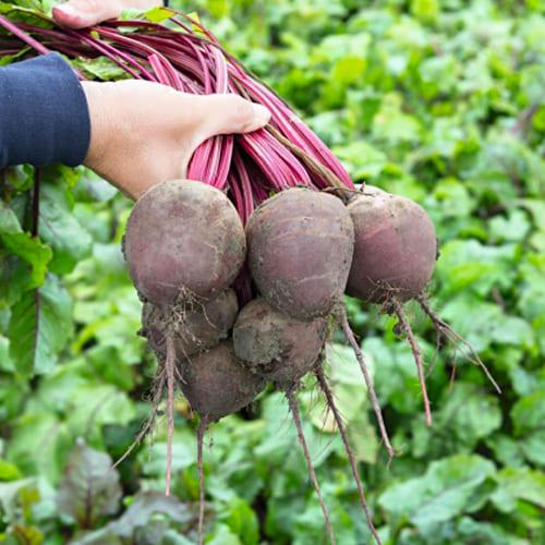 Насіння Буряк Florium Вода F1 рання округла (6236)