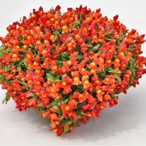 Насіння квітів Левиний зів Candy Showers Orange Sakata 50 шт. (BN06370-3)