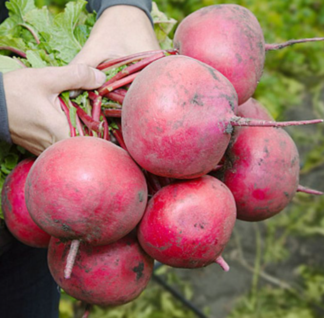 Семена Редька KS 2078 F1 ТД Гекса-Украина 01-24-013 10 г (IR02211)