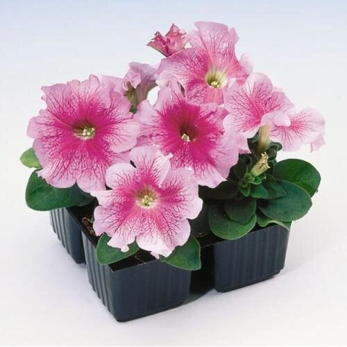 Семена цветов Петуния крупноцветковая Tango rose veined Hem Genetics 10 шт. (BN09433-4)