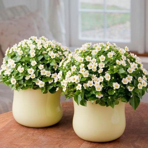 Семена цветов Экзакум Royal Dane White PanAmerican 25 шт. (BN08335-3)