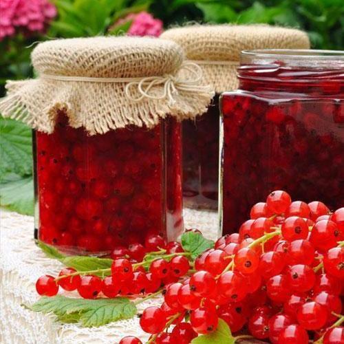 Саджанець Смородина червона Олімп Olympus преміальний високоврожайний сорт (24205)