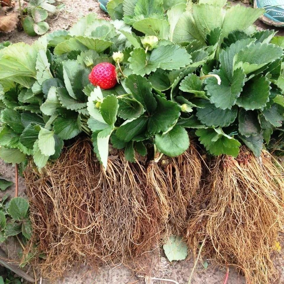 Саженец клубники Verdi средне-ранняя (1541797381) - фото 3