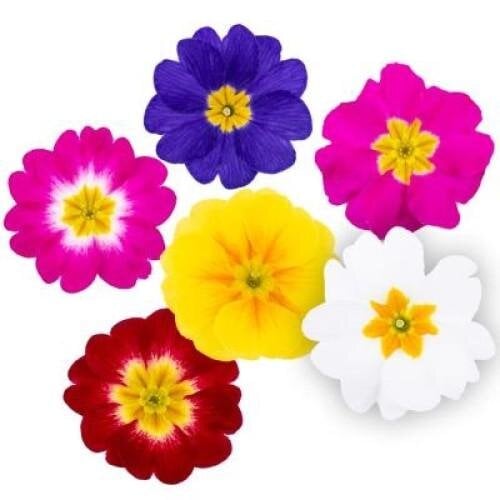 Семена цветов Примула бесстеблевая Dania All Colour Mix Sakata (BN11880-3)