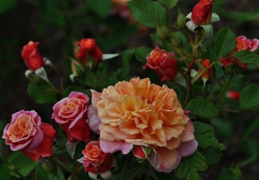 Роза Алоха Гавайи Плетистая (2558766784) - фото 6