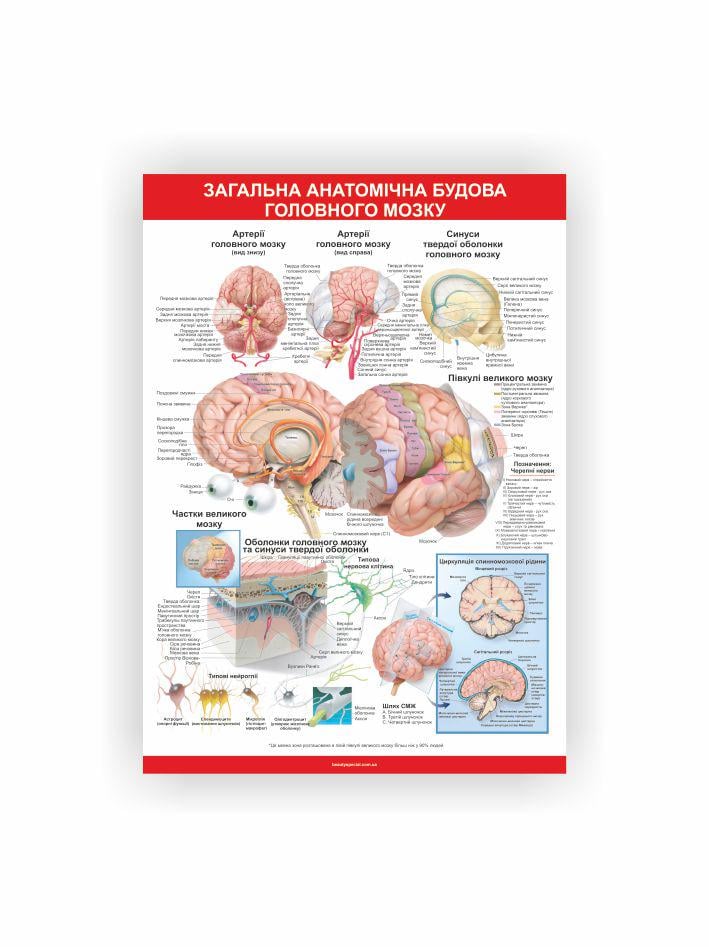 Плакат Vivay Общее анатомическое строение головного мозга 30х40 см (25698552)