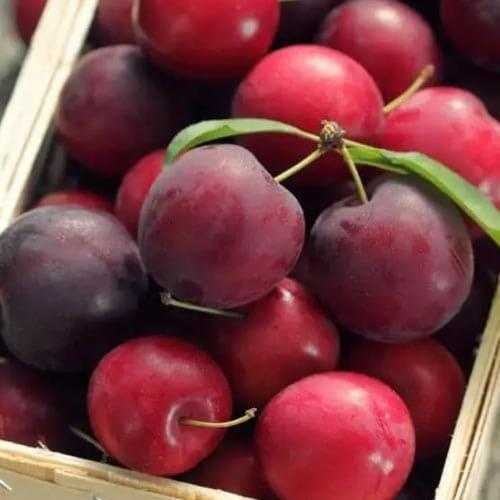 Сажанец Сливово-черешневый гибрид Надежда засухоустойчивый сладкий сорт средний срок созревания (181928)