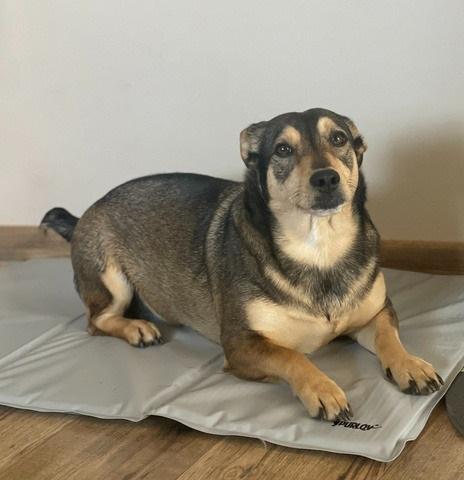 Коврик гелевый охлаждающий для собак и кошек складной 110х70 см Серый - фото 9 Коврик гелевый охлаждающий для собак и кошек складной 110х70 см Серый - фото 9