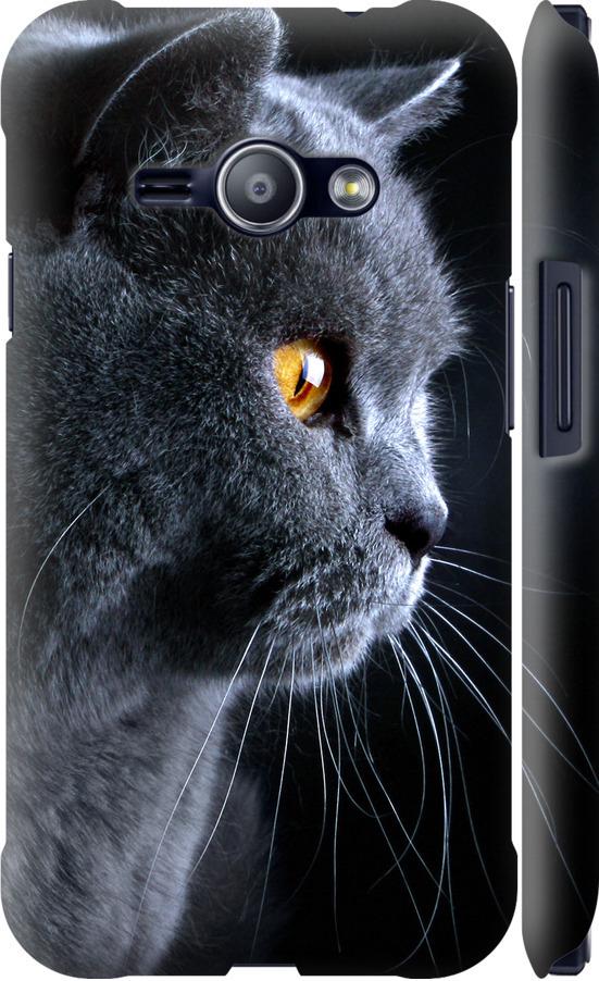Чехол на Samsung Galaxy J1 Ace J110H Красивый кот (3038m-215-42517)