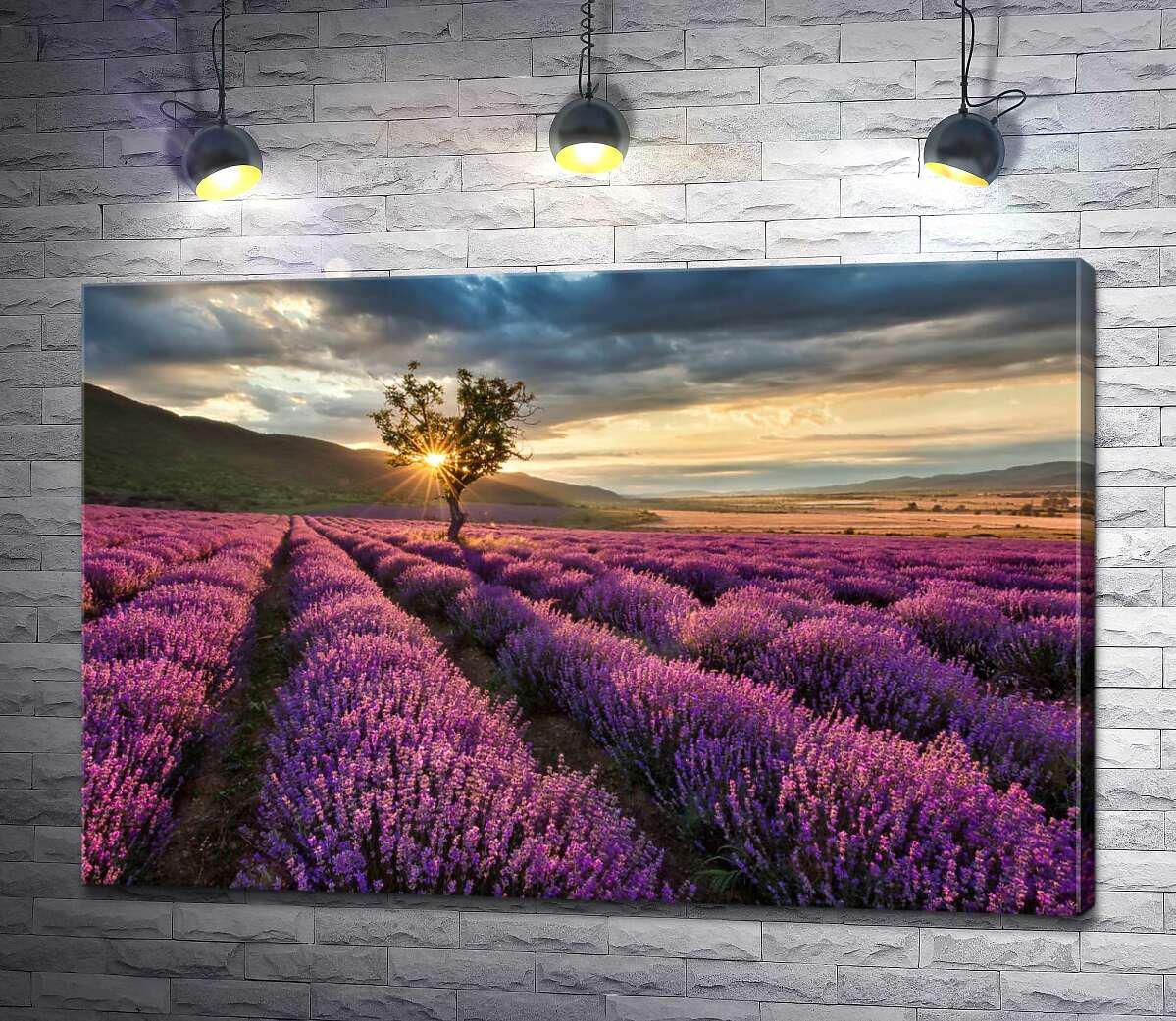 Картина ArtPoster Утреннее солнце красит новыми оттенками лавандовое поле 50x33 см Модуль №1 (003164)