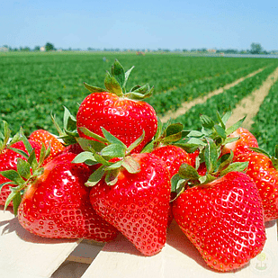 Саджанець полуниці Malga ремонтантна (1042271900)