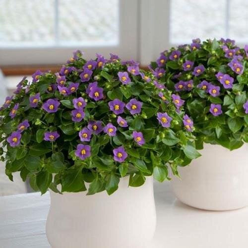 Семена цветов Экзакум Royal Dane Deep Blue PanAmerican 5 шт. (BN08333-4)
