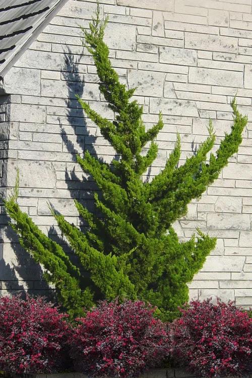 Саджанець Ялівець китайський Голлівуд Juniperus chinensis Hollywood 1 шт.