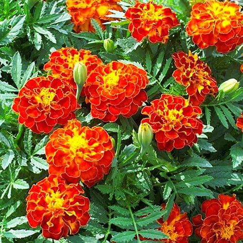 Семена Бархатцы Красная Брокада Florium - фото 1 Семена Бархатцы Красная Брокада Florium - фото 1