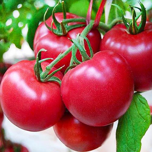 Семена Томат Florium Банзай (14195)