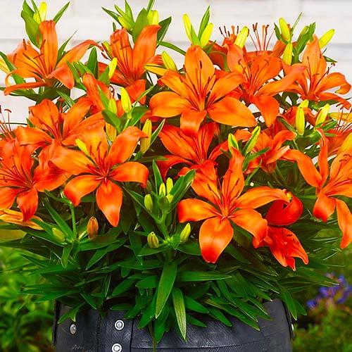Лилия Orange Matrix Florium - фото 2
