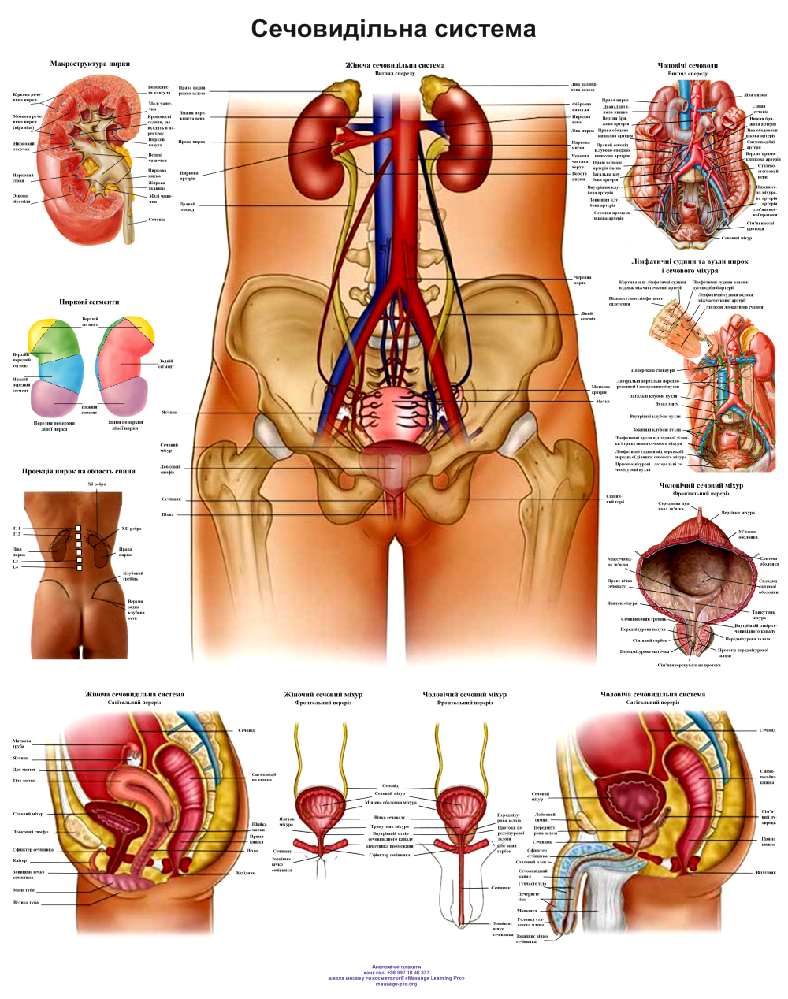 Анатомический плакат Мочевыделительная система 50x64,5 см (0039)
