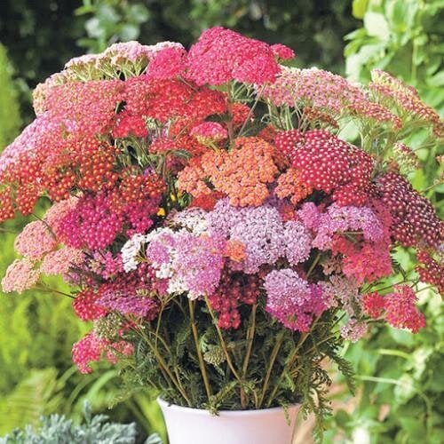 Насіння квітів Деревій Summer F2 Pastels Takii seed 250 шт. (BN08666-2)