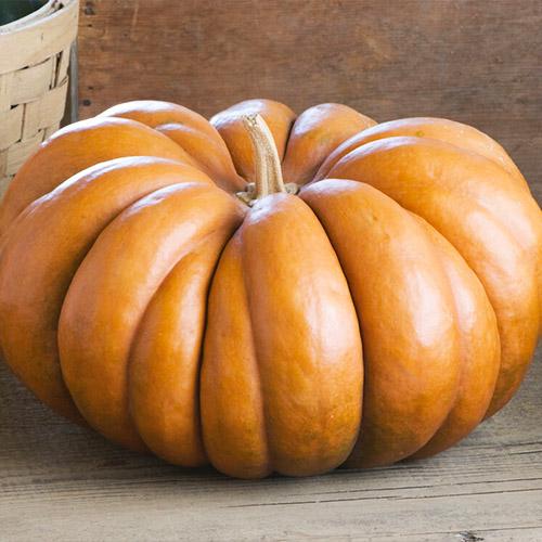 Семена Гарбуз Florium Мускат де Прованс (3382)