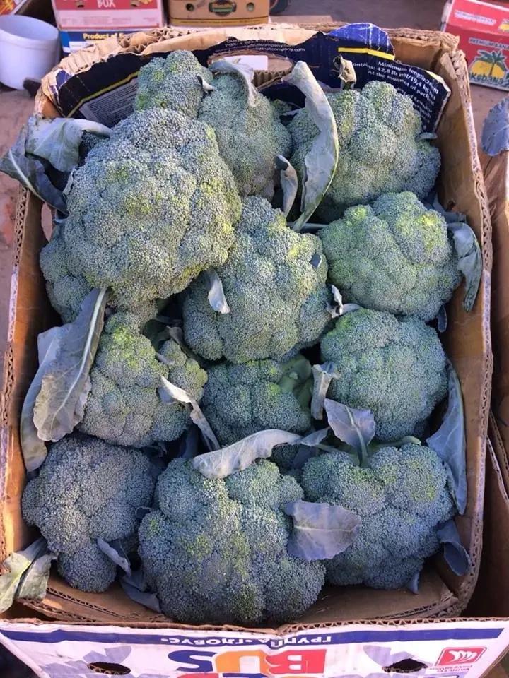 Насіння Капуста Брокколі Kitano Seeds CAZZY F1 2 500 шт. (2070288860)