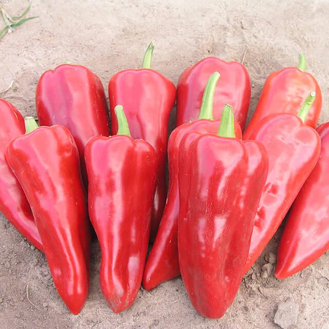 Семена Перець солодкий Самандер F1 ТД Гекса-Україна 01-20-088 1000 шт. (IR01385)