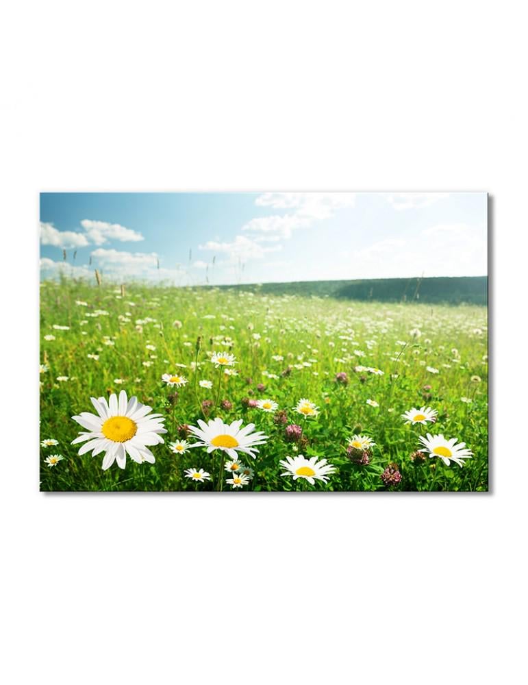 Картина модульная Поле полевых летных ромашек 1 модуль 80x120 см