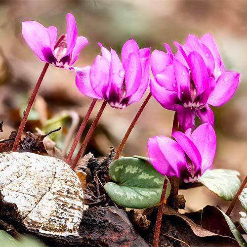 Цикламен Florium Coum (6839)
