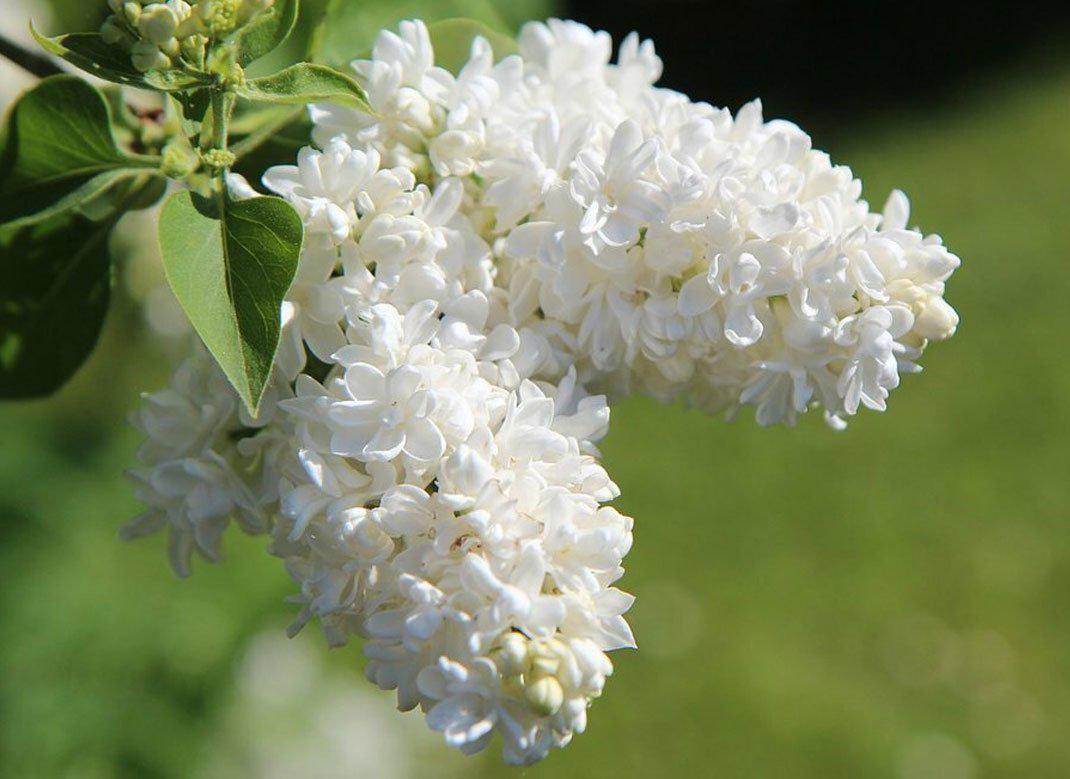 Саджанці Бузок білий махровий (23461216)