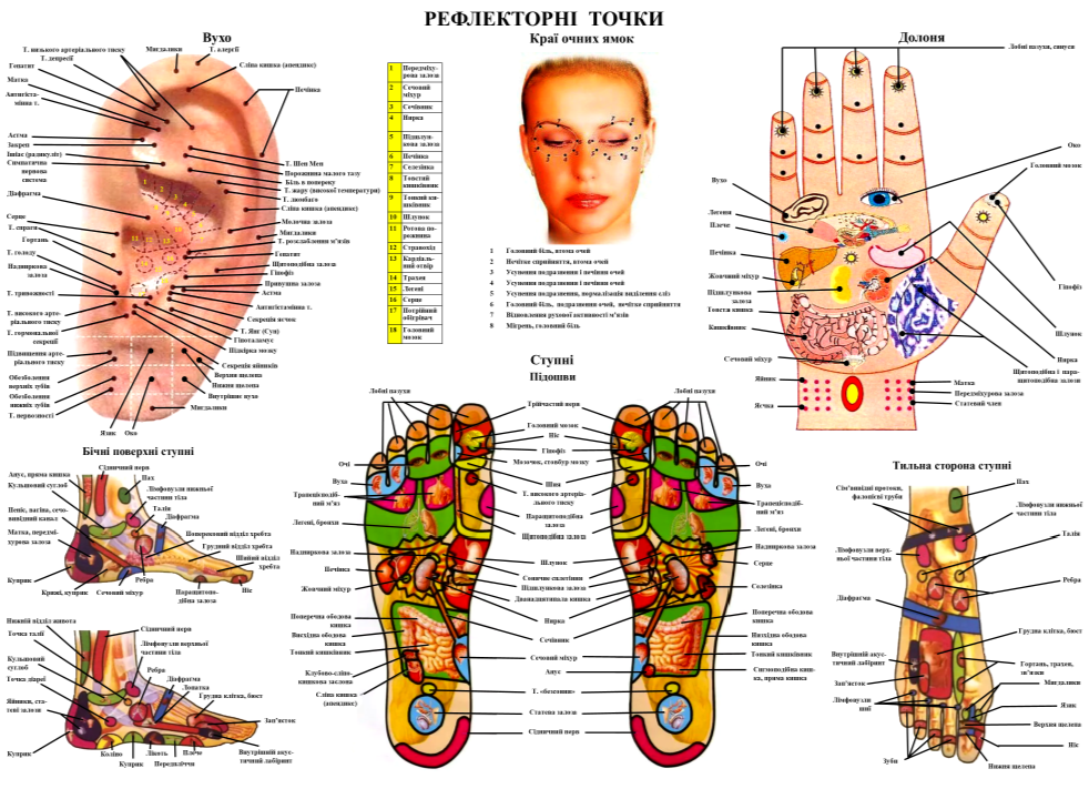 Плакат Рефлекторні зони стоп рук та вух 67х50 см