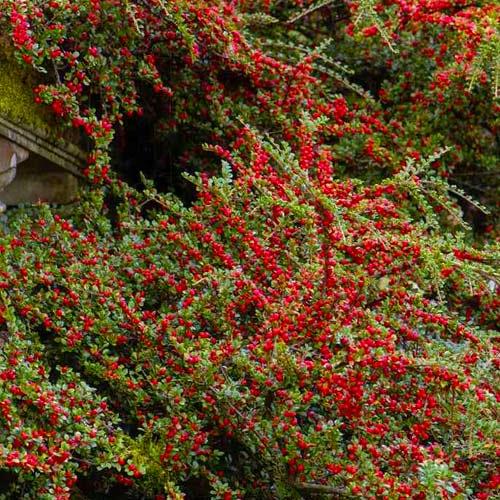 Кизильник гібридний Coral Beauty (29294223)