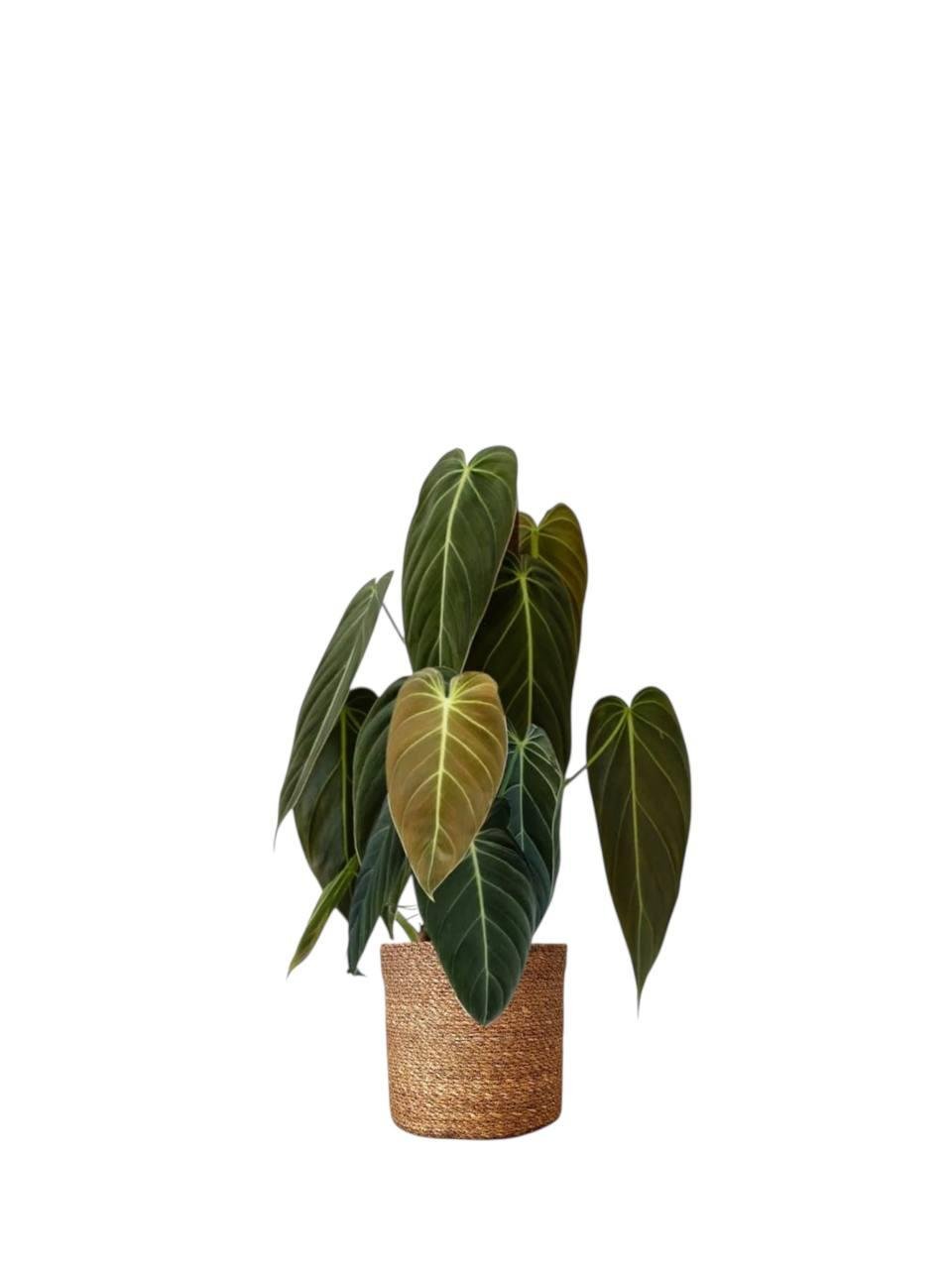 Филодендрон Мелонохризум 12/50 см (2698841020) Филодендрон Мелонохризум 12/50 см (2698841020)