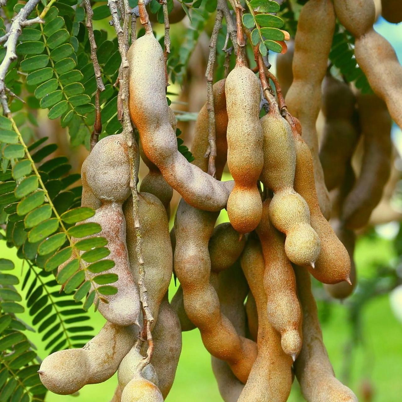 Семена Тамаринд/Tamarindus Indica 2 шт. (2962055039)