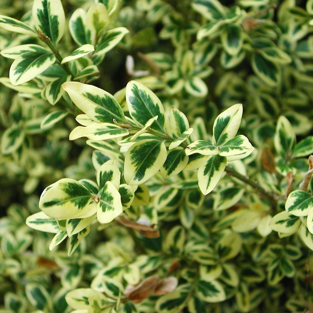 Саженец самшита Вариегатный (14965182)