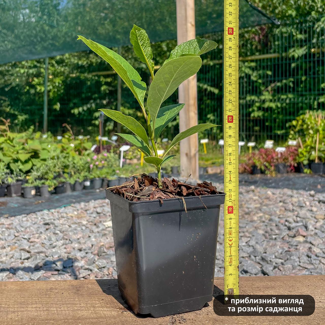 Саженец магнолии Magnolia George Henry Kern Р9 (1451876130) - фото 2