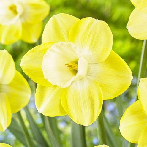 Нарцисс Florium Avalon (5753)