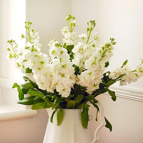 Семена Левкой Florium Свинг (13044) - фото 3 Семена Левкой Florium Свинг (13044) - фото 3