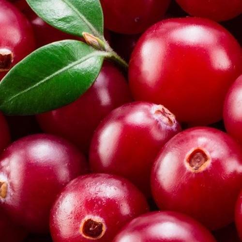 Саджанець Журавлина Франклін ранні терміни дозрівання високоврожайний сорт (101839) Саджанець Журавлина Франклін ранні терміни дозрівання високоврожайний сорт (101839)