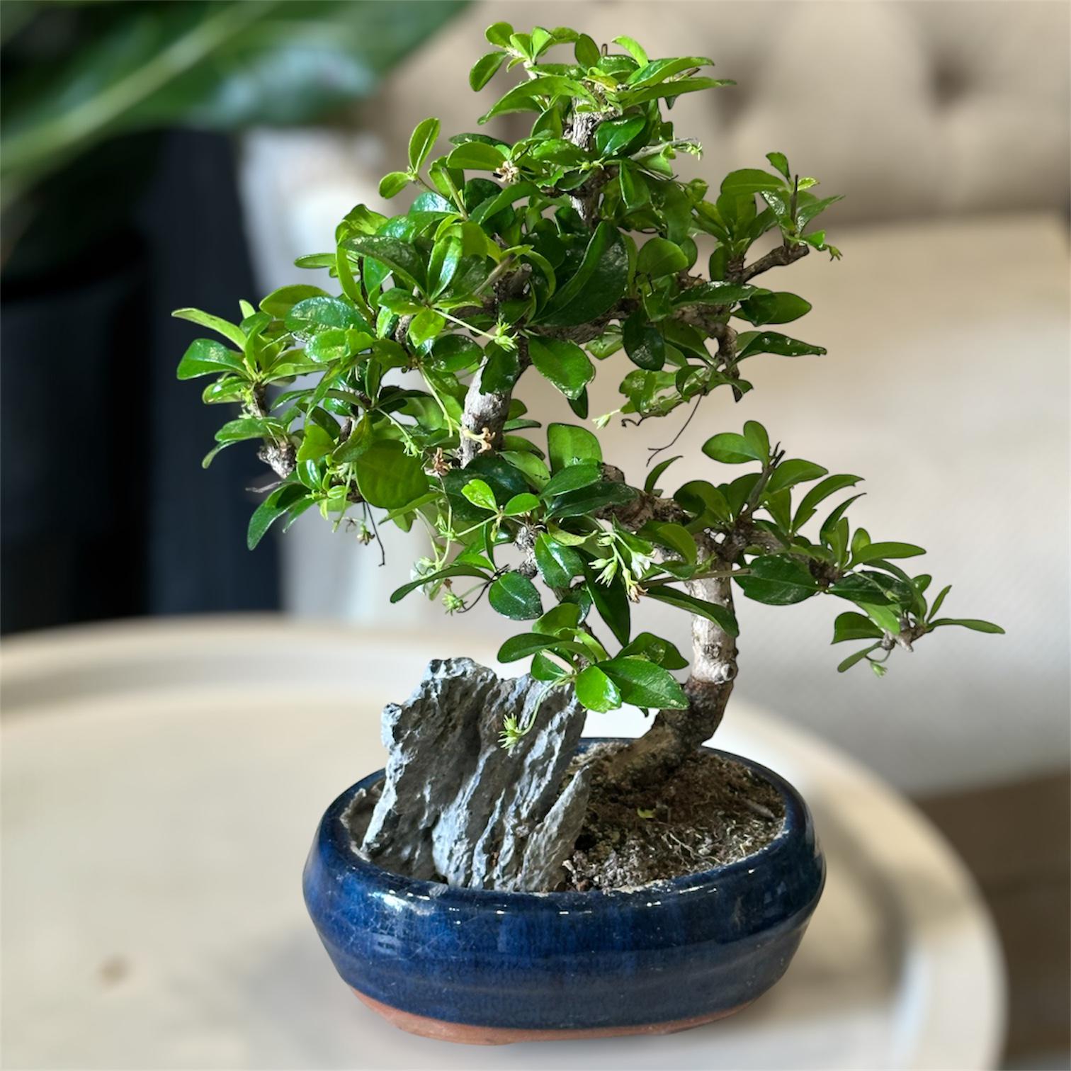 Бонсай Кармона квітучий Carmona Microphylla 30 см (35711900)