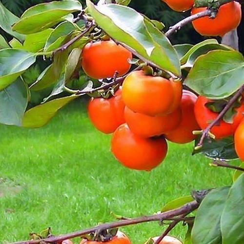 Сажанец Хурма на виргинском морозостойком подвое Хеакума высший сорт (44808)