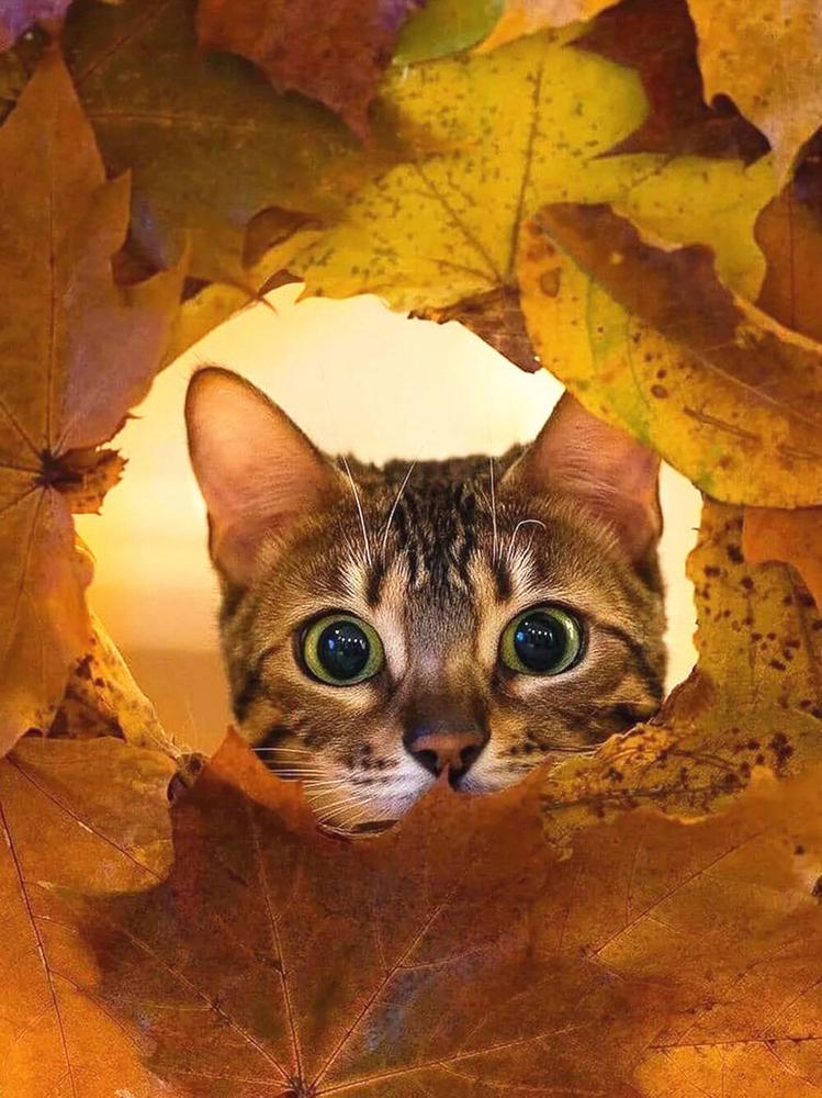 Алмазная мозаика Осенний кот DIY-963 полная выкладка 30x40 см (26929)