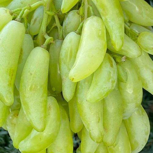 Сажанец Виноград Азия саженец очень крупного сладкого винограда (101881)